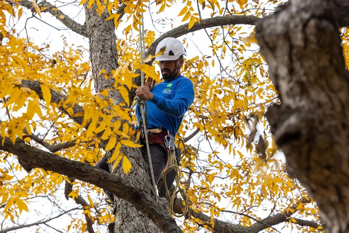 Skilled Tree Transplanting crew working in Lexington